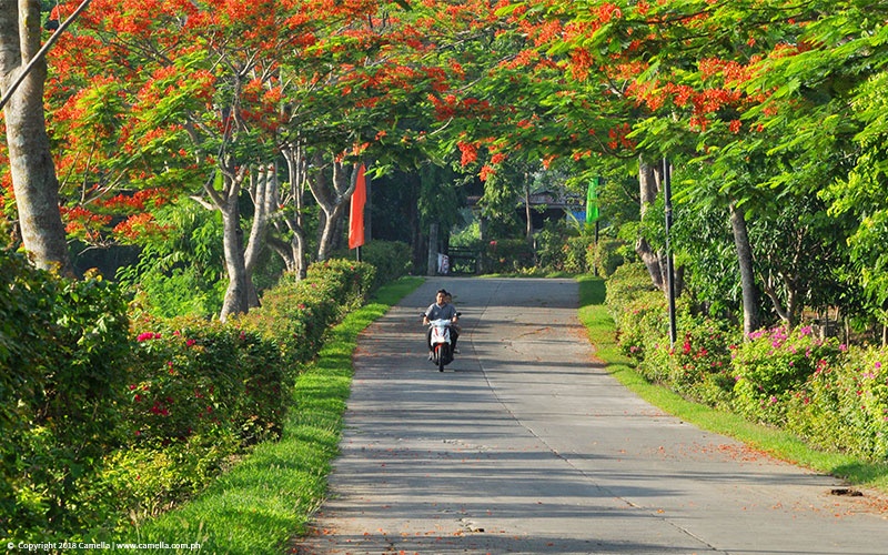 Camella Heights beautiful roadway with fire trees