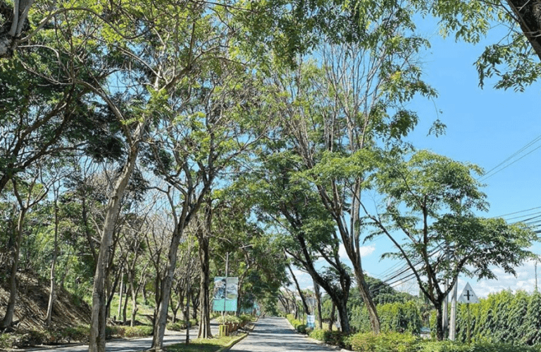 10 Most Sustainable and Ecofriendly Cities to Live in the Philippines