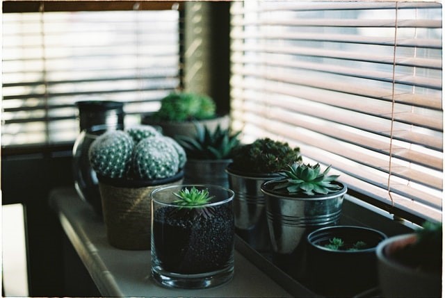 House plant home design trends | Photo by Milada Vigerova on Unsplash