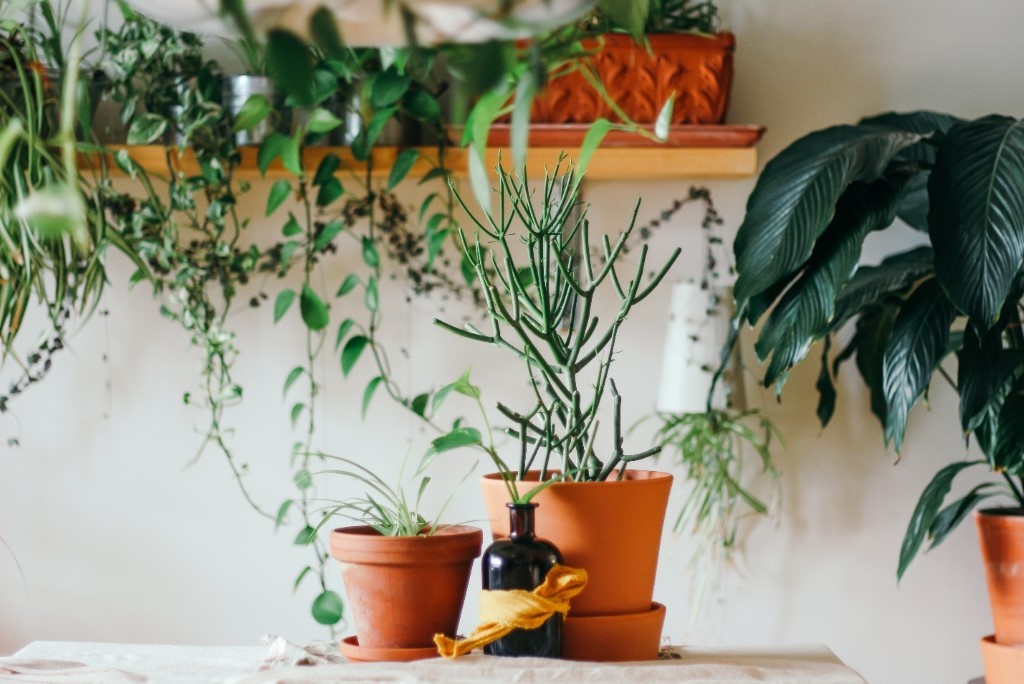 House plants