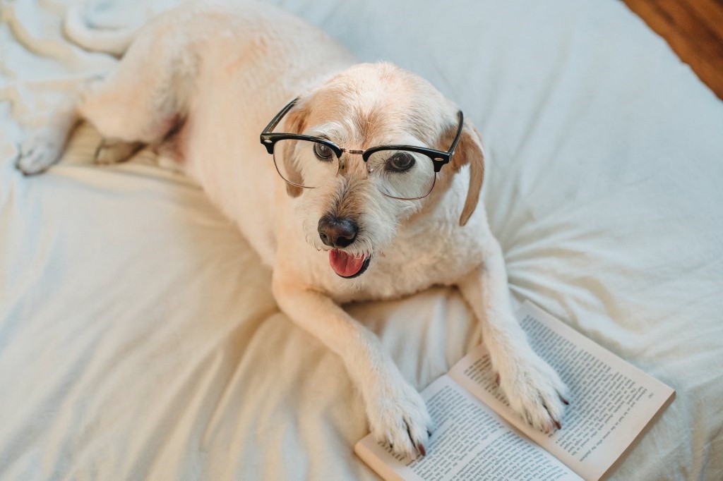 Pet-friendly home interior | Photo taken by Samson Katt, in Pexels