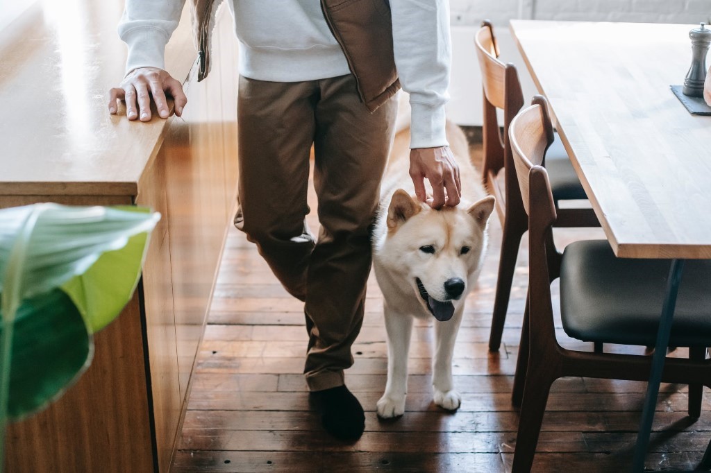 Pet-friendly house and lot | Photo by Zen Chung, Pexels