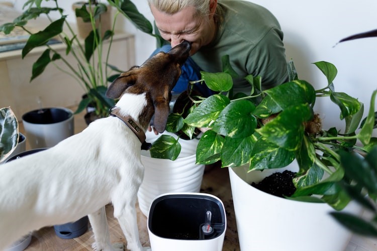 Pet-friendly plants | Photo by Vadim Kaipov in Unsplash