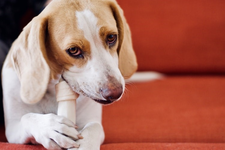 Pet-friendly furniture | Photo taken by Aditya Joshi, in Unsplash