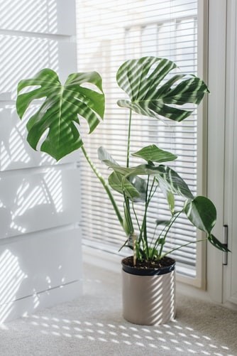 Plant away | House and Lot