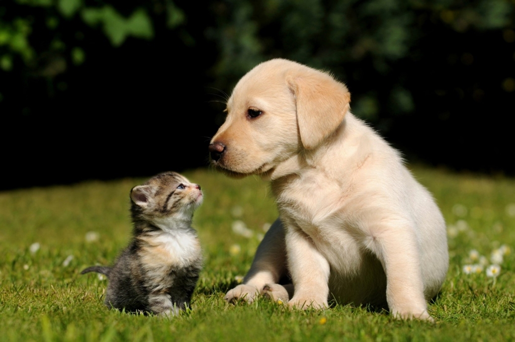 Cats and Dogs | Condo-friendly Pets