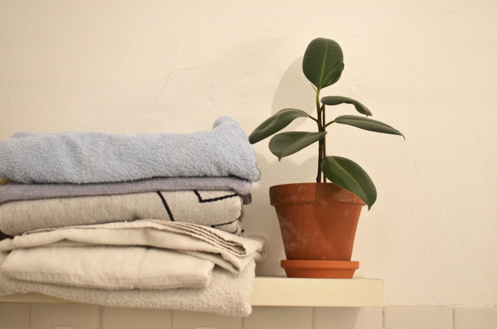 Ficus Plant as Houseplant on 2022