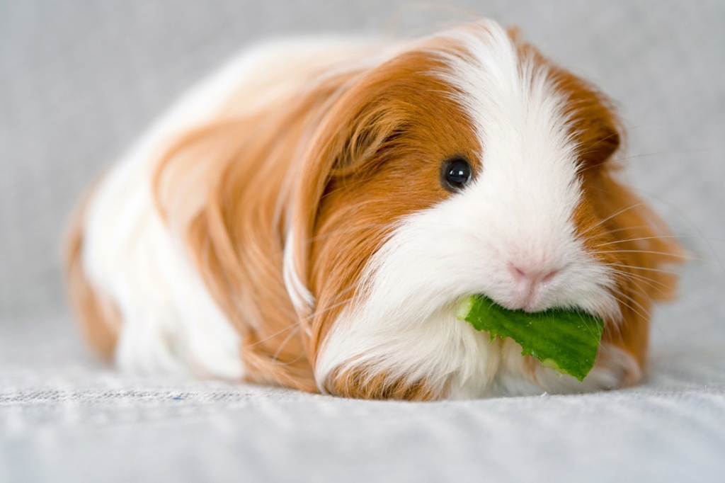 Guinea Pigs | Condo-friendly Pets