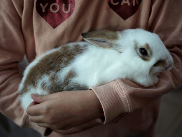 Rabbit | Condo-friendly Pets