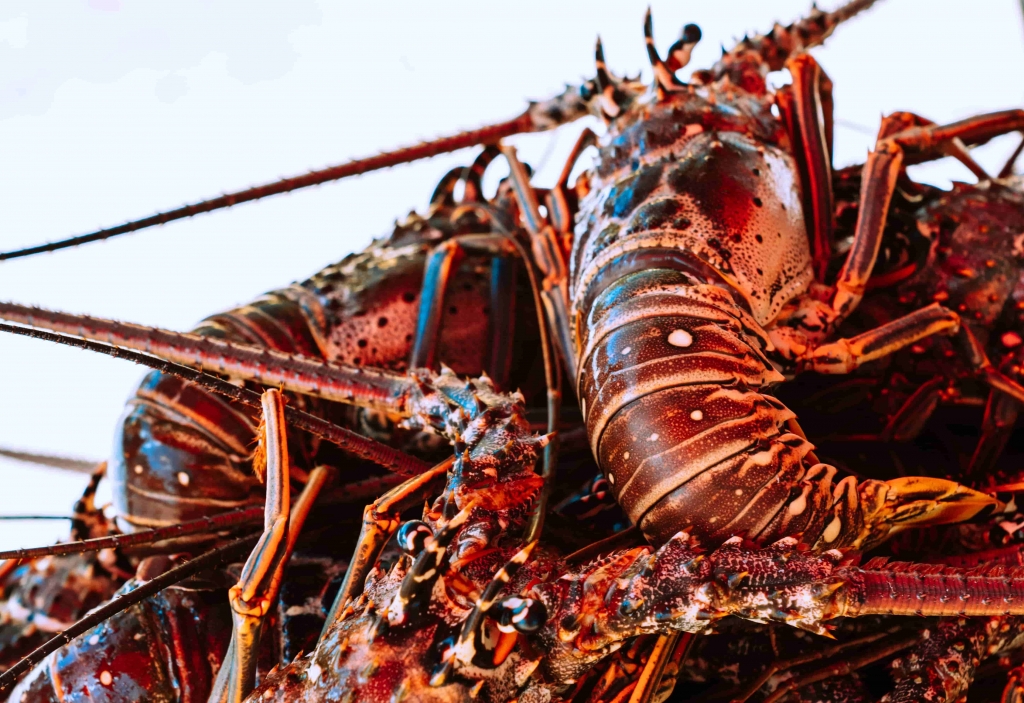 Fresh Seafood