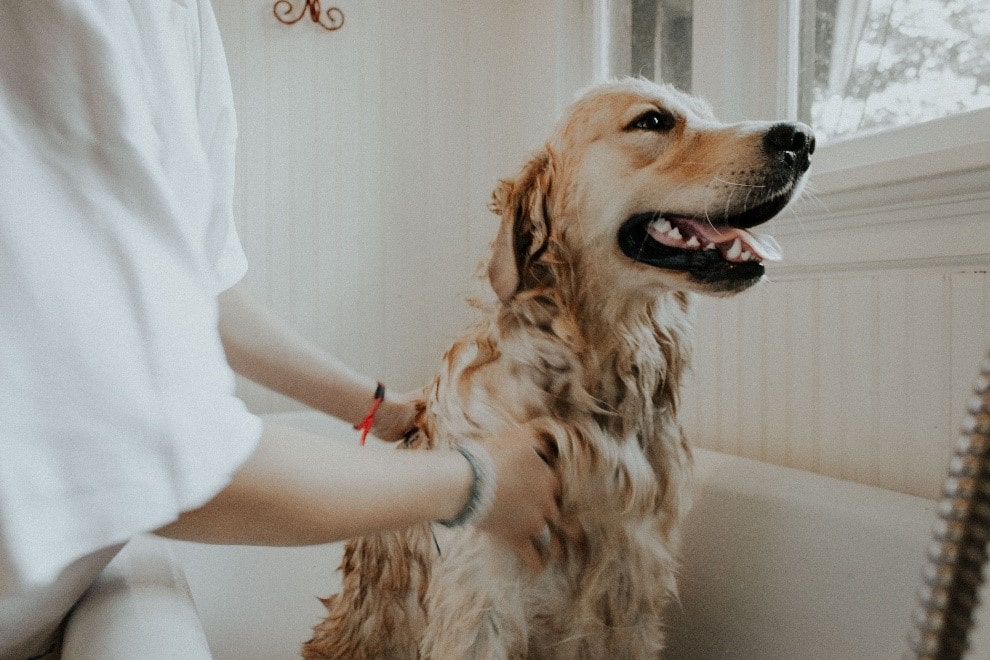 Have extra space for your pet-first house design