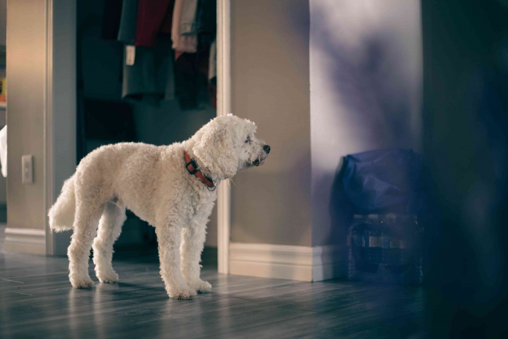 How to take Care of your Dogs