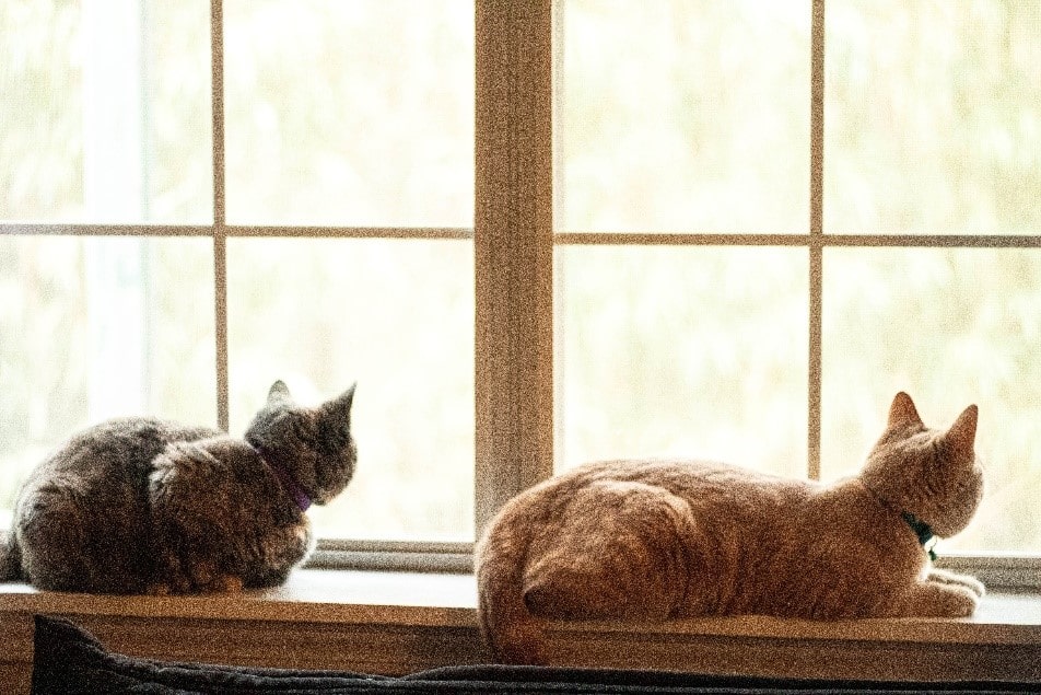 Make sure your pets have window access