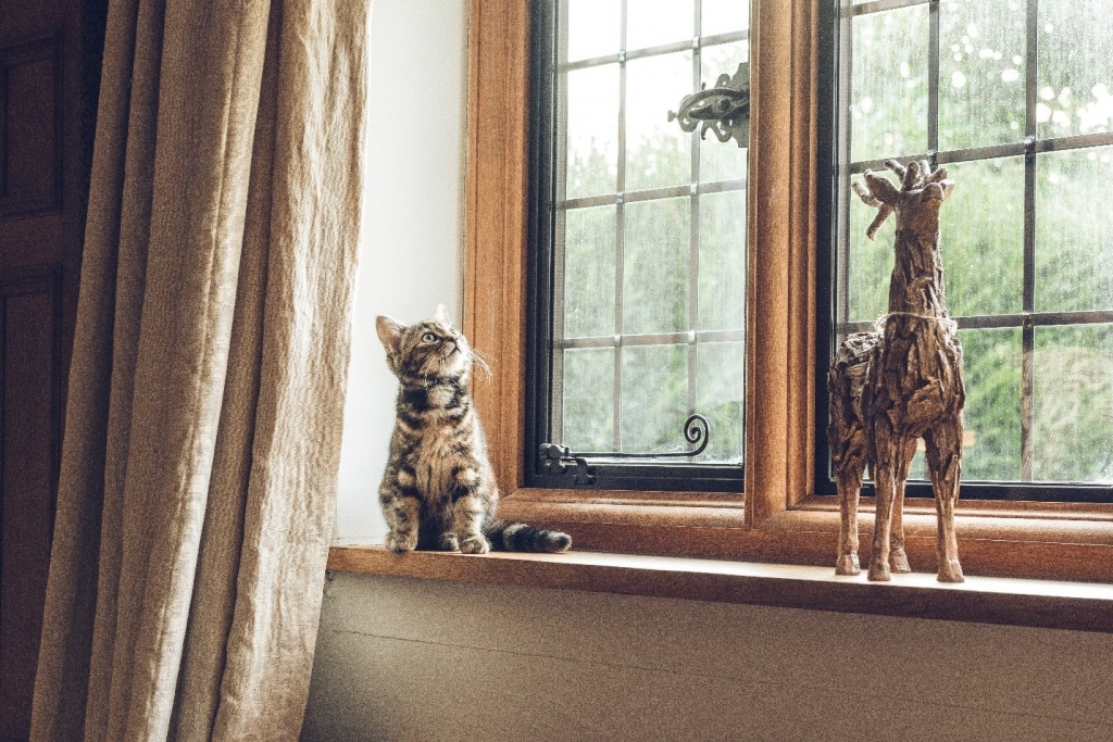 Pet-First Home Design