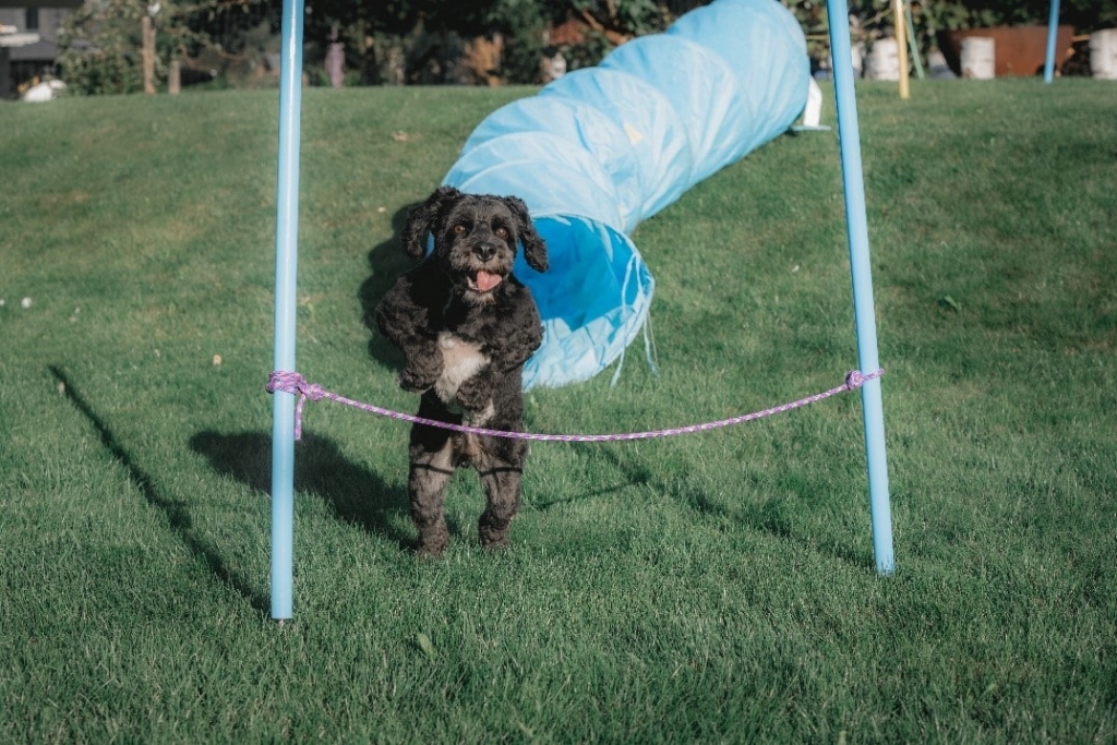 Pet playground on your backyard