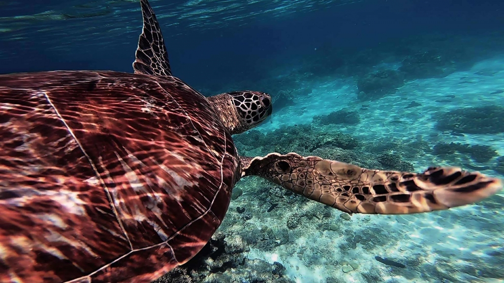 Natural and Wildlife Splendor in Dumaguete