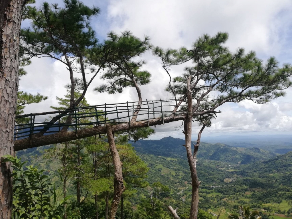 Leaning pine tree in Bucari, Leon/Photo by Leon Tourism and Information Center