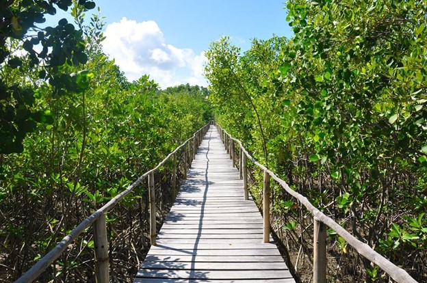 Bakhawan Eco Park in Kalibo