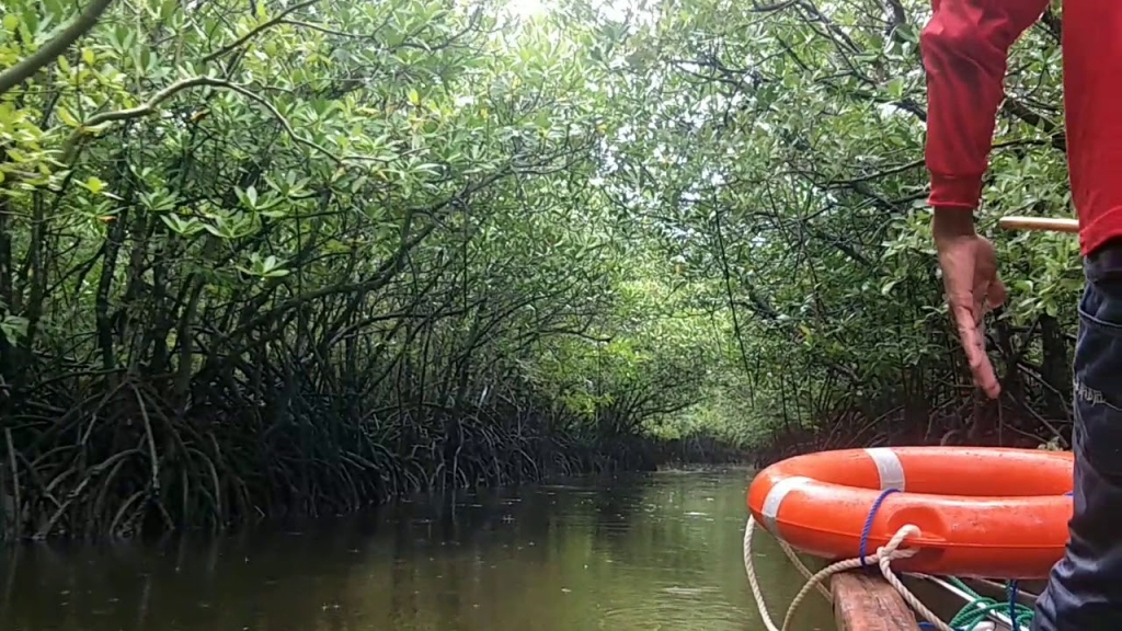 Mangrove River Cruise | Photo from YouTube
