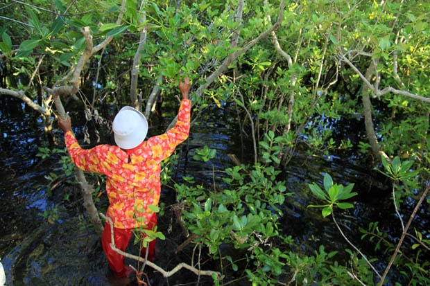 Prieto Diaz Mangrove Ecopark | Photo from DOT Bicol Region
