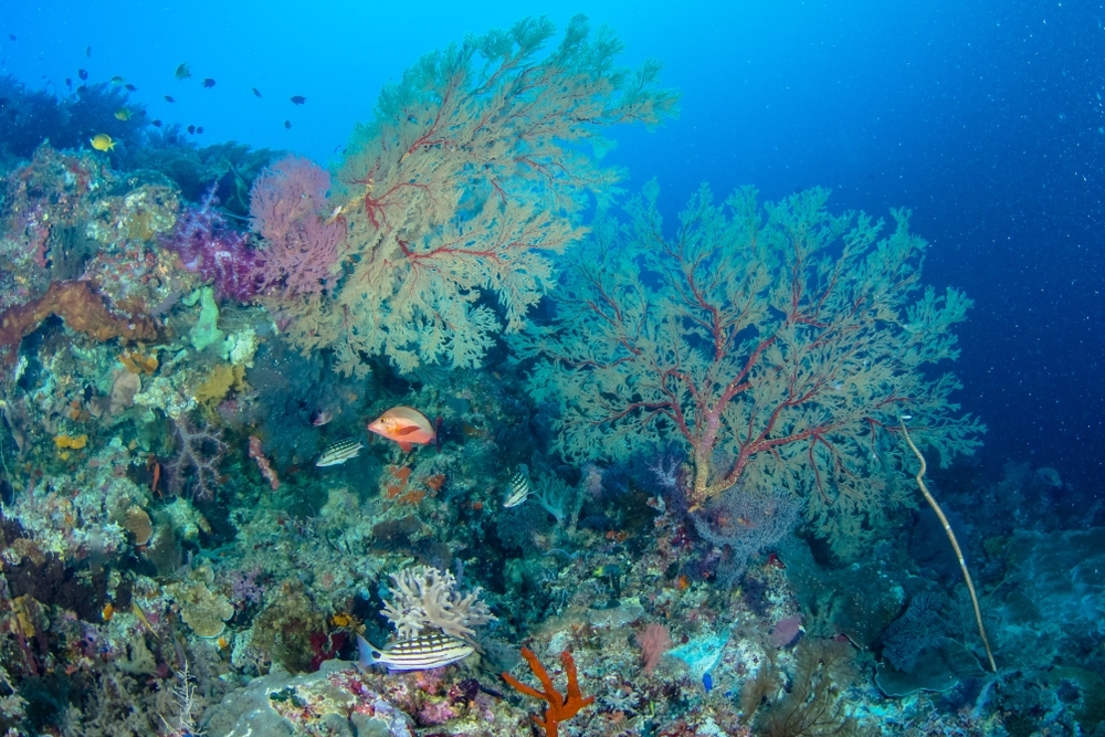 Diving in Cuttlefish Shawl in Palawan Photo from Deztreks