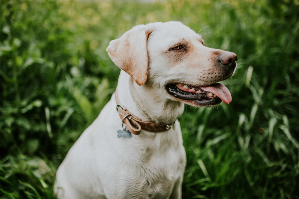 Labrador Outdoors