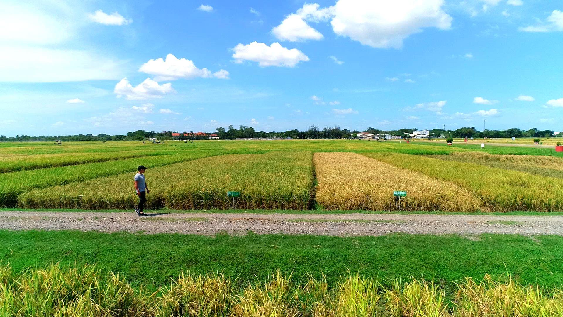 Exploring Nueva Ecija: Life at the Heart of Central Luzon - Camella Homes