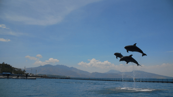 Ocean Adventure
