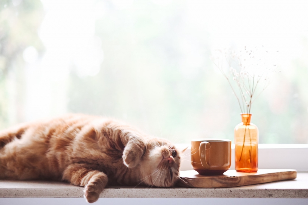 take care of cats this summer