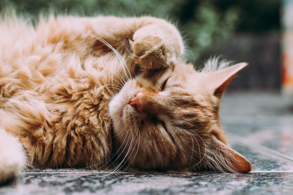 home pets