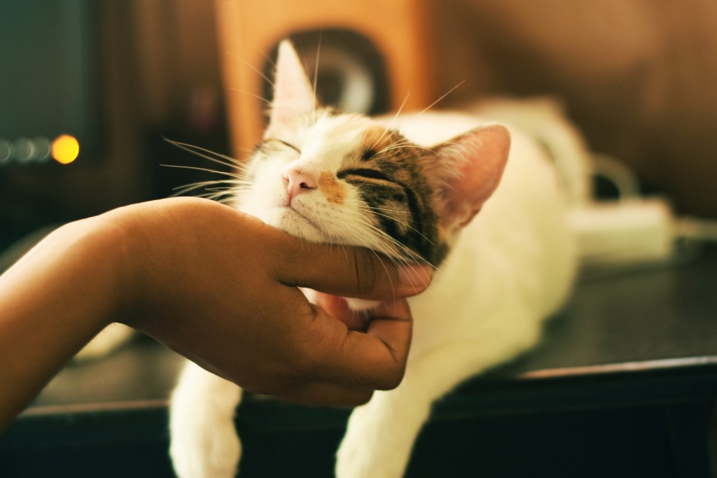 home pet cats