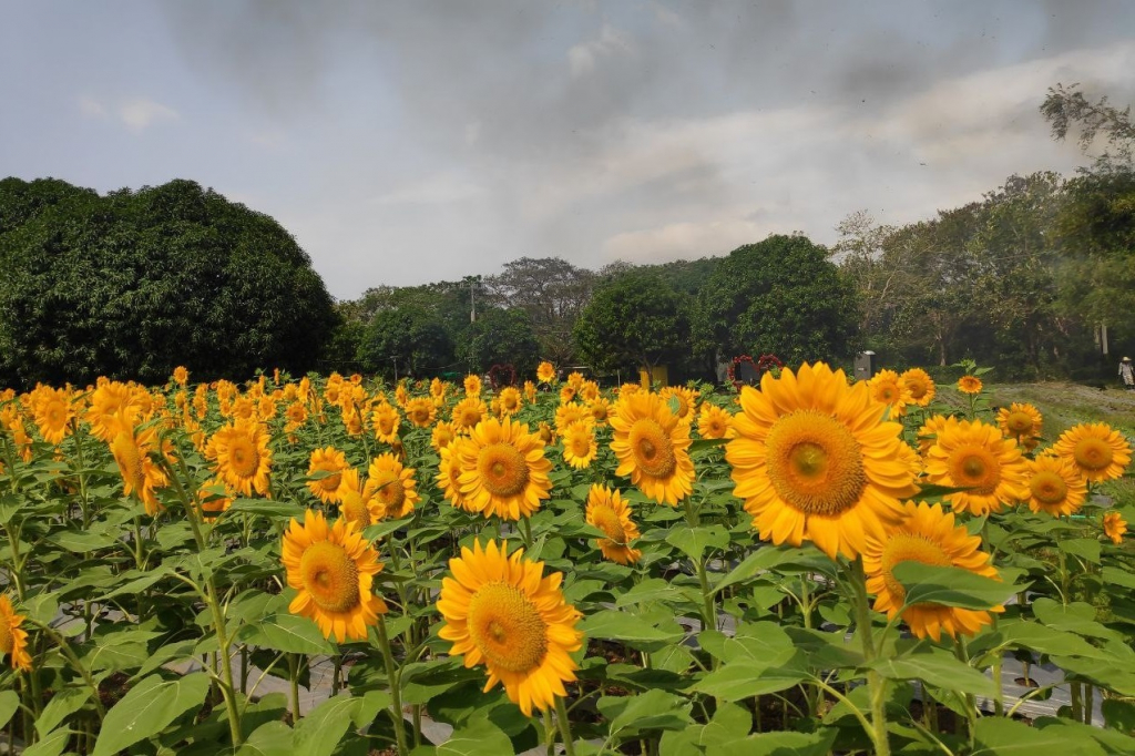 Fun Vacation in Rizal - SunFlora Farm