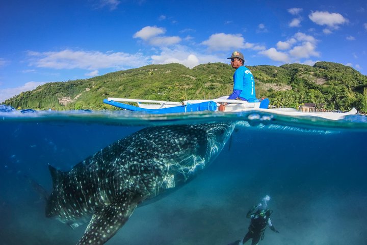 Oslob Whale Shark Photo from Tripadvisor