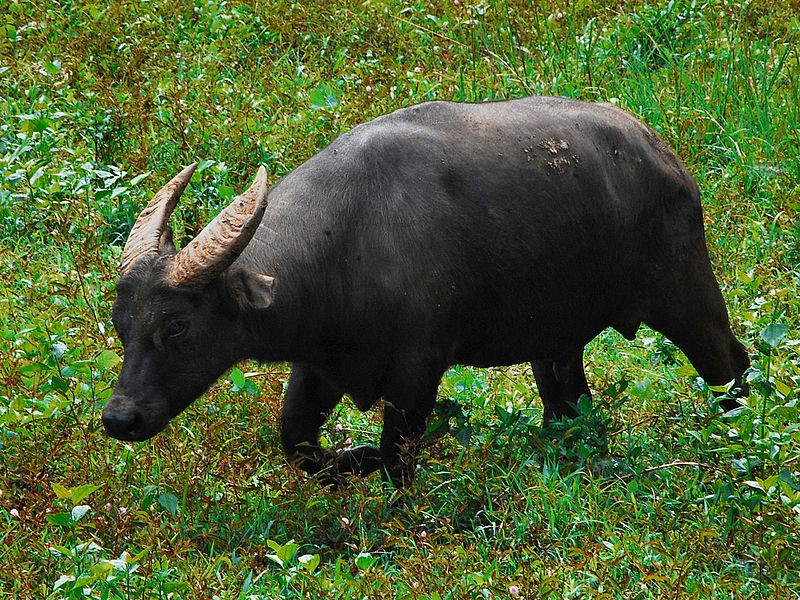Philippine Tamaraw photo from Gregg Yann