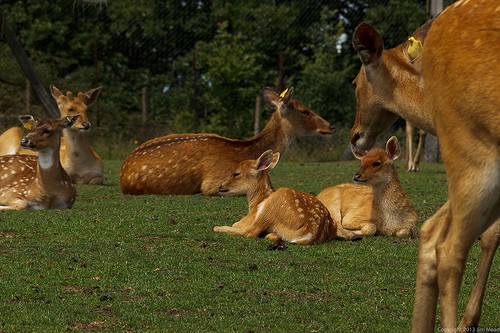 Philippine Spotted Deer photo from Amazing Animals
