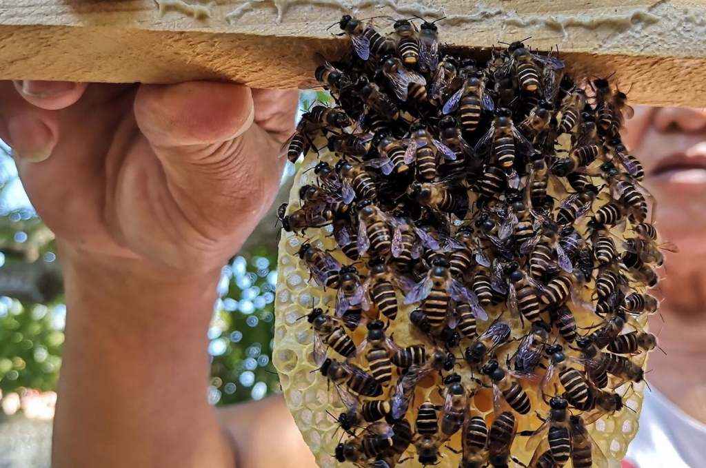 Omoyon Bee Farm Photo from Tripadvisor