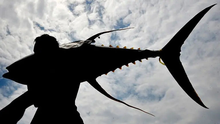 A worker carrying a yellowfin tuna at GenSan Fish Port Complex Photo by Creative Commons