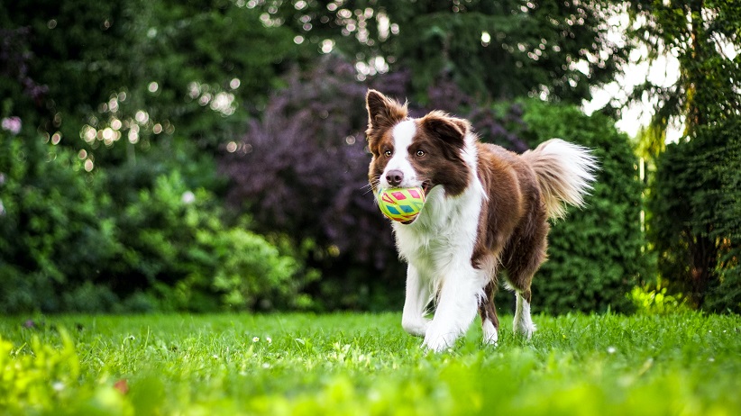 Camella is a pet friendly community to your paw-friends