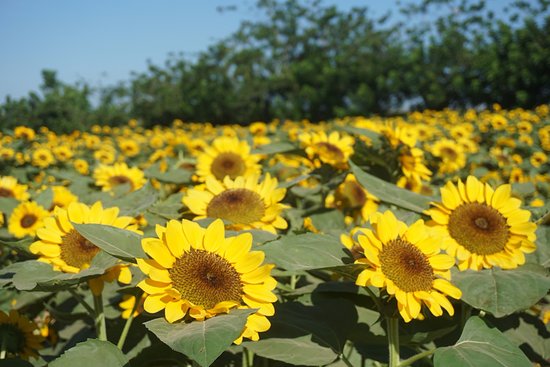 Sunflower Eco Farm in Tayug Photo from TripAdvisor