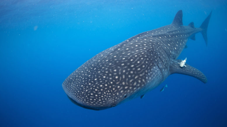 Butanding or Whale Shark in Donsol Sorsogon Photo from The Maritime Review
