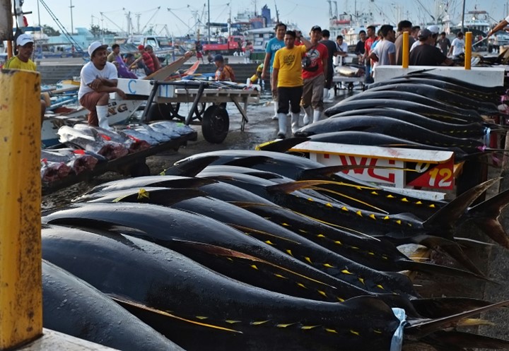 Yellowfin tuna caught and distributed in Gensan port photo from Mymindanao