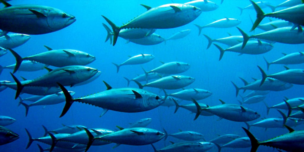 tuna fishing industry of soccsksargen region
