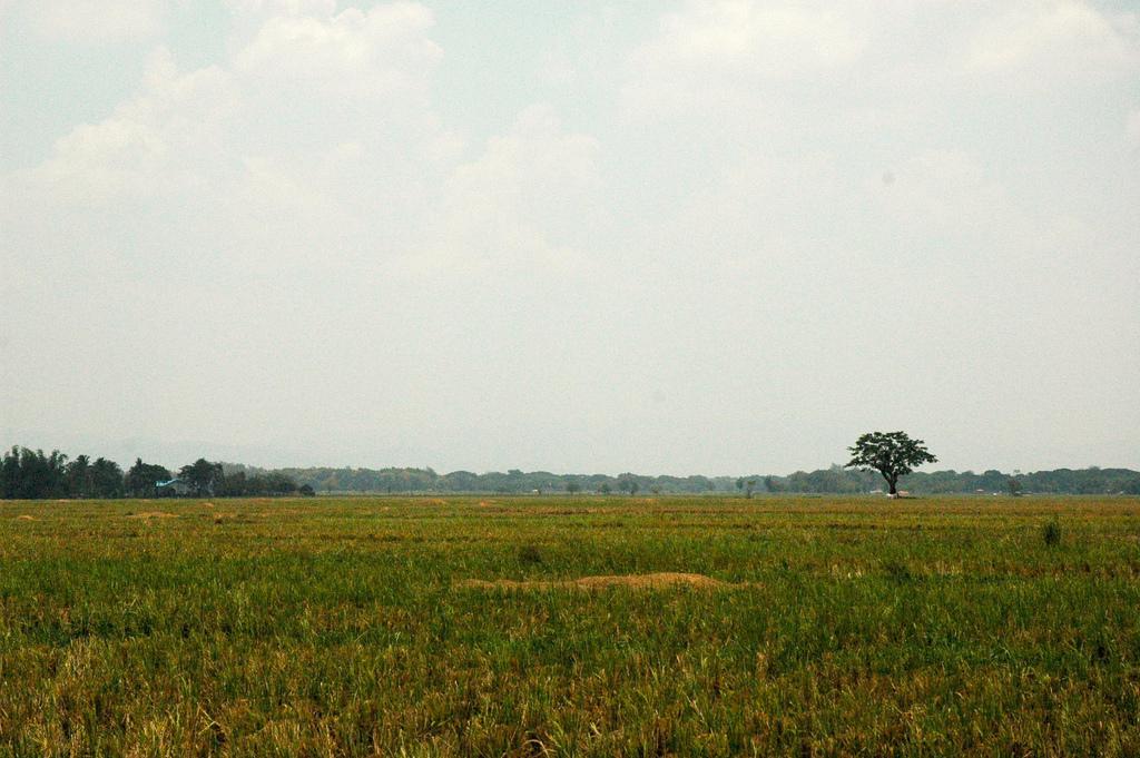 Agriculture business in the thriving San Jose City in Nueva Ecija Photo from Vigattin Tourism