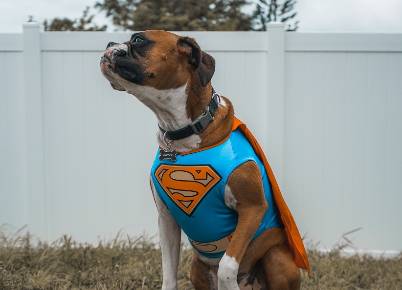 Halloween costume idea for your dog