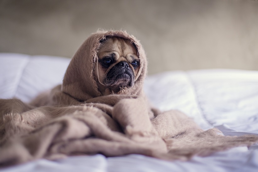 How to dress up your dogs for the Halloween