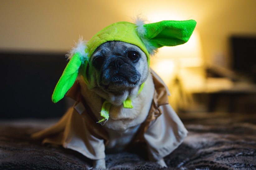 The best Halloween costumes for your pets