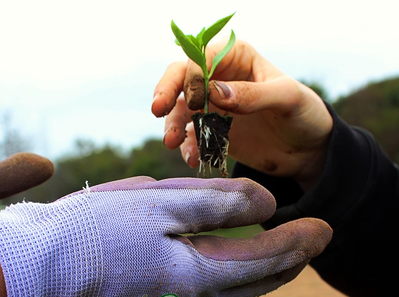 Cultivating a garden at home