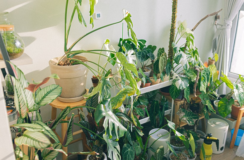Ways to improve your garden at home