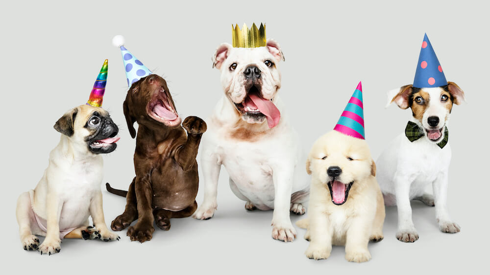 group of puppies celebrating new year together