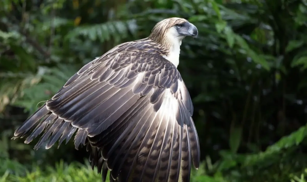 Image credit: https://www.oneearth.org/species-of-the-week-giant-philippine-eagle/
